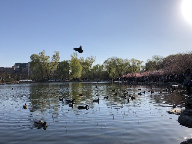 (190322) -- BEIJING, March 22, 2019 (Xinhua) -- Photo taken with a mobile phone shows the spring scenery at Yuyuantan Park in Haidian District, Beijing, Capital of China, on March 21, 2019. (Xinhua\/Li Yahui