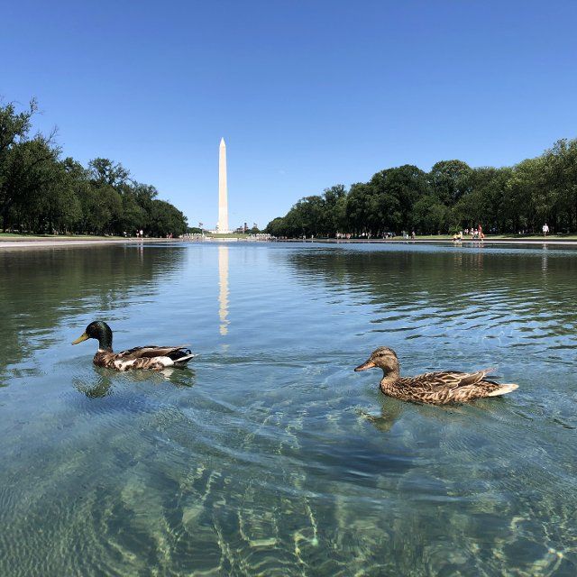 (190612) -- WASHINGTON D.C., June 12, 2019 (Xinhua) -- Photo taken with a mobile phone shows two ducks paddling in the Lincoln Memorial Reflecting Pool in Washington D.C., the United States, on June 11, 2019. (Xinhua\/Liu Jie
