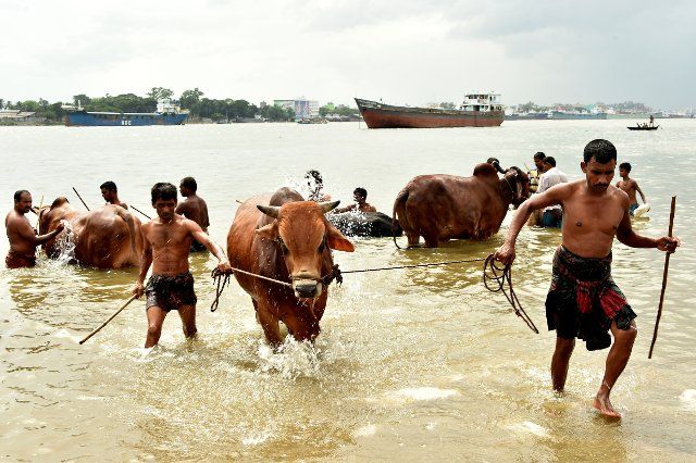 (190807) -- DHAKA, Aug. 7, 2019 (Xinhua) -- Traders bath cattle in a river in Dhaka, Bangladesh, on Aug. 7, 2019. With the Eid al-Adha festival just around the corner, cattle markets in Dhaka are now brimming with hundreds of thousands of sacrificial animals. (Str\/Xinhua