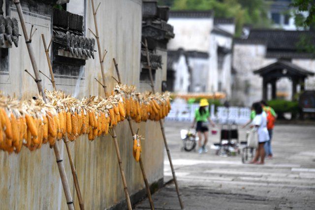 (190829) -- HUANGSHAN, Aug. 29, 2019 (Xinhua) -- Photo taken on Aug. 28, 2019 shows aired corns at Chengkan Village in the city of Huangshan, east China\