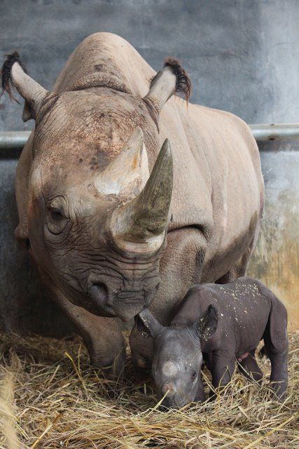 (191004) -- GUANGZHOU, Oct. 4, 2019 (Xinhua) -- A newborn black rhino is seen with its mother at the Chimelong Safari Park in Guangzhou, south China\