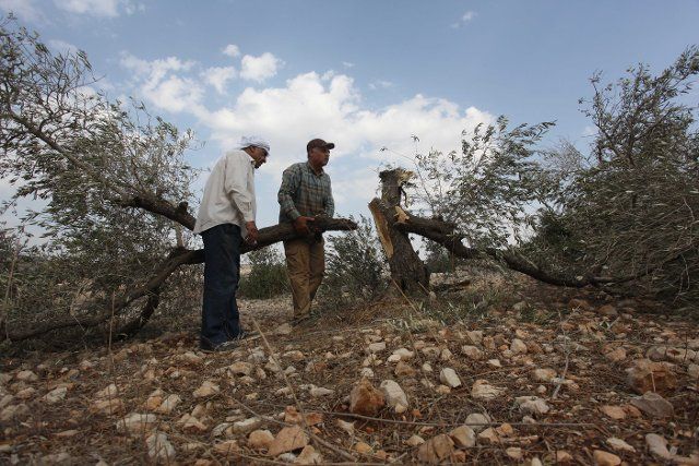(191110) -- NABLUS, Nov. 10, 2019 (Xinhua) -- Palestinian farmers examine one of their olive trees, which were believed to be cut down by Israeli settlers from the settlement of Rahalim near the West Bank city of Nablus, Nov. 10, 2019. (Photo by Nidal Eshtayeh\/Xinhua)