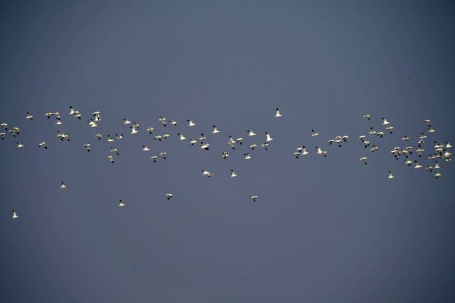 (191208) -- NANCHANG, Dec. 8, 2019 (Xinhua) -- Migrant birds fly over Nanji wetland in Xinjian District of Nanchang, east China\