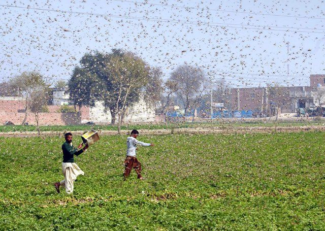 (200216) -- OKARA, Feb. 16, 2020 (Xinhua) -- Photo taken with mobile phone on Feb. 15, 2020 shows Pakistani farmers trying to avoid locusts swarming in Okara district in eastern Pakistan\