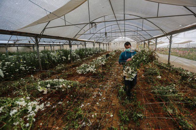 (200417) -- GAZA, April 17, 2020 (Xinhua) -- A Palestinian farmer wearing a protective mask as a precaution due to the COVID-19 works in a greenhouse in the southern Gaza Strip city of Rafah on April 17, 2020. (Photo by Rizek Abdeljawad\/Xinhua