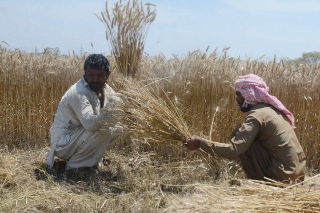 (200424) -- LAHORE, April 24, 2020 (Xinhua) -- Farmers harvest wheat on the outskirts of eastern Pakistan\
