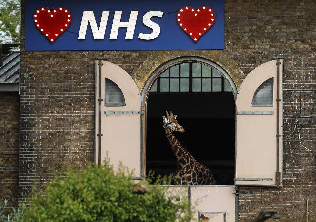 (200429) -- LONDON, April 29, 2020 (Xinhua) -- An illuminated sign in support of the National Health Service (NHS) is seen as a giraffe looks out from the giraffe house at London Zoo in London, Britain, on April 29, 2020. (Xinhua\/Han Yan