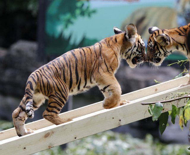 (200928) -- GUANGZHOU, Sept. 28, 2020 (Xinhua) -- Twin cubs of South China tiger have fun at Chimelong Safari Park in Guangzhou, capital of south China\