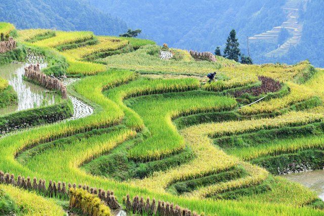 (200920) -- CONGJIANG, Sept. 20, 2020 (Xinhua) -- A farmer harvests rice amid terraced paddies in Congjiang County, southwest China\