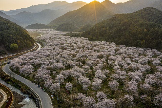 (210322) -- SHAOXING, March 22, 2021 (Xinhua) -- Aerial photo taken on March 22, 2021 shows cherry blossoms in Shangyu District of Shaoxing City, east China\