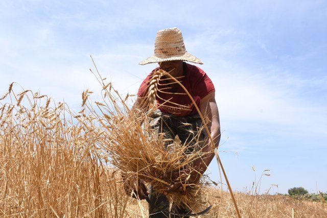 (210530) -- BOUZNIKA, May 30, 2021 (Xinhua) -- A farmer harvests wheat in Bouznika, Morocco, on May 29, 2021. (Photo by Chadi\/Xinhua