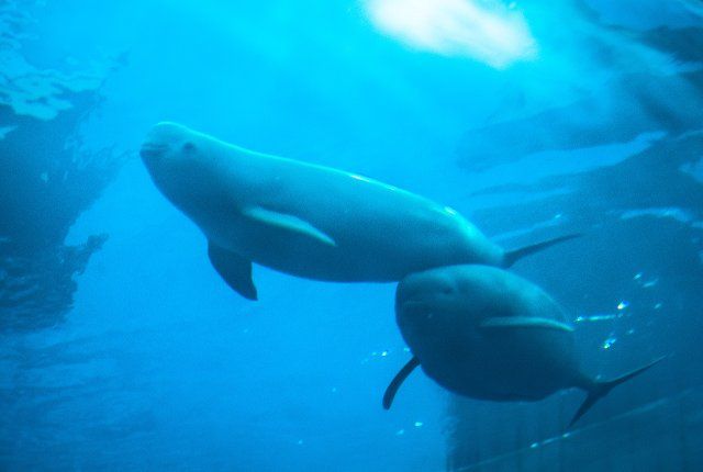 (210706) -- WUHAN, July 6, 2021 (Xinhua) -- Yangtze finless porpoise YYC swims with its mother in the water at the Institute of Hydrobiology (IHB) of Chinese Academy of Sciences in Wuhan, central China\