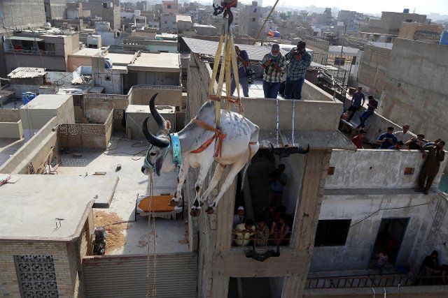 (210712) -- KARACHI, July 12, 2021 (Xinhua) -- A sacrificial cow is lowered from a rooftop by crane for the upcoming Eid al-Adha festival in Karachi, Pakistan, July 11, 2021. (Str\/Xinhua