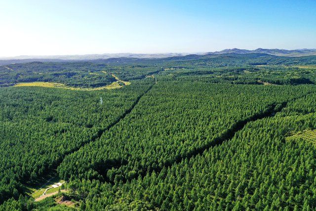 (210825) -- SHIJIAZHUANG, Aug. 25, 2021 (Xinhua) -- Aerial photo taken on Aug. 22, 2021 shows the scenery of Saihanba forest farm in north China\