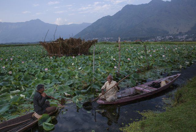 (210828) -- SRINAGAR, Aug. 28, 2021 (Xinhua) -- People row their boats near lotus vegetation at Dal Lake in Srinagar, the summer capital of Indian-controlled Kashmir, on Aug. 28, 2021. (Xinhua\/Javed Dar