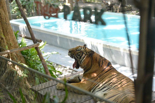 (211028) -- CHONBURI, Oct. 28, 2021 (Xinhua) -- A tiger is seen at Tiger Park in Pattaya of Chonburi province, Thailand, Oct 27, 2021. (Xinhua\/Rachen Sageamsak