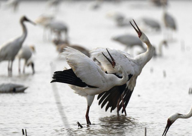 (211209) -- NANCHANG, Dec. 9, 2021 (Xinhua) -- White cranes are seen at the Wuxing white crane conservation area by the Poyang Lake in Nanchang, east China\
