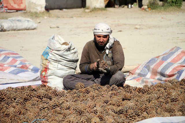 (211114) -- MEHTARLAM, Nov. 14, 2021 (Xinhua) -- An Afghan farmer harvests pine nuts in Mehtarlam, capital of Laghman province, Afghanistan, Nov. 12, 2021. Afghanistan resumed pine nuts export to China in late October via air corridor and the first flight carried 45 tons of the seeds to the neighboring country, marking the first export from Afghanistan to China since Taliban\