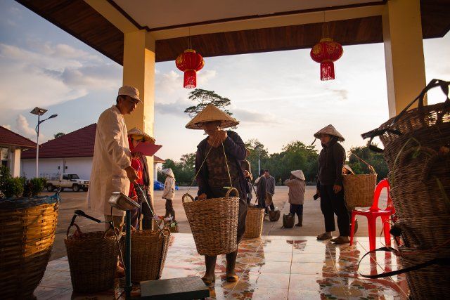 (220401) -- VIENTIANE, April 1, 2022 (Xinhua) -- Lao villagers sell tea leaves at the 36 Manor tea plantation in Champasak Province, Laos, March 25, 2022. TO GO WITH "Feature: Lao villagers enjoy better lives through Chinese tea " (Photo by Kaikeo Saiyasane\/Xinhua