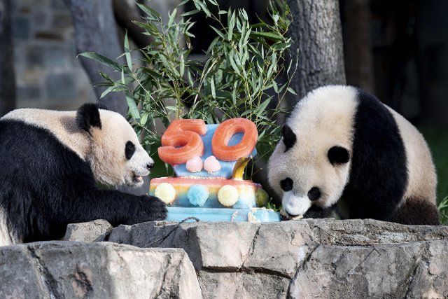 (220417) -- WASHINGTON, D.C., April 17, 2022 (Xinhua) -- Giant panda cub "Xiao Qi Ji" (R) and its mother "Mei Xiang" enjoy an ice cake at Smithsonian\