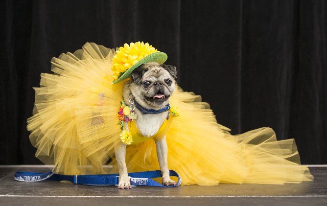 (220508) -- TORONTO, May 8, 2022 (Xinhua) -- A dressed up pet dog is seen on stage during the Dog Apparel Fashion Show in Toronto, Canada, on May 7, 2022. (Photo by Zou Zheng\/Xinhua