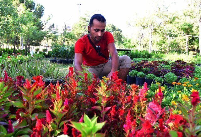 (220623) -- DAMASCUS, June 23, 2022 (Xinhua) -- A farmer arranges potted flowers at a flower fair held in Damascus, Syria on June 22, 2022. (Photo by Ammar Safarjalani\/Xinhua