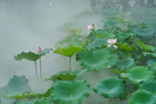(220625) -- BEIJING, June 25, 2022 (Xinhua) -- Photo taken on June 16, 2022 shows lotus flowers in Qingxiu Mountain scenic area in Nanning, south China\