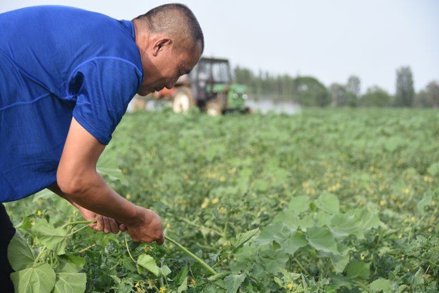 (220626) -- CHANGJI, June 26, 2022 (Xinhua) -- Bai Jingui weeds in the fields at a tomato farm in Xingfu Village in the Hui Autonomous Prefecture of Changji, northwest China\