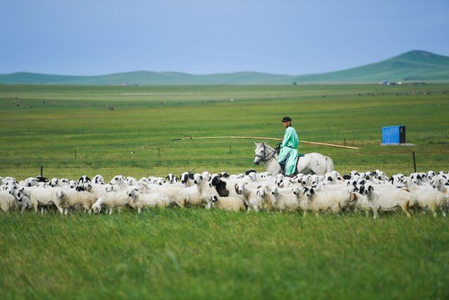 (220729) -- XILINGOL, July 29, 2022 (Xinhua) -- A herdsman herds livestock on a grassland in Xilingol League, north China\