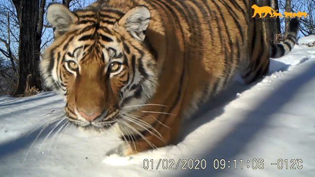 (220805) -- CHANGCHUN, Aug. 5, 2022 (Xinhua) -- Photo taken with a monitoring camera shows a wild Siberian tiger in the Northeast China Tiger and Leopard National Park in northeast China, Jan. 2, 2020. (Xinhua