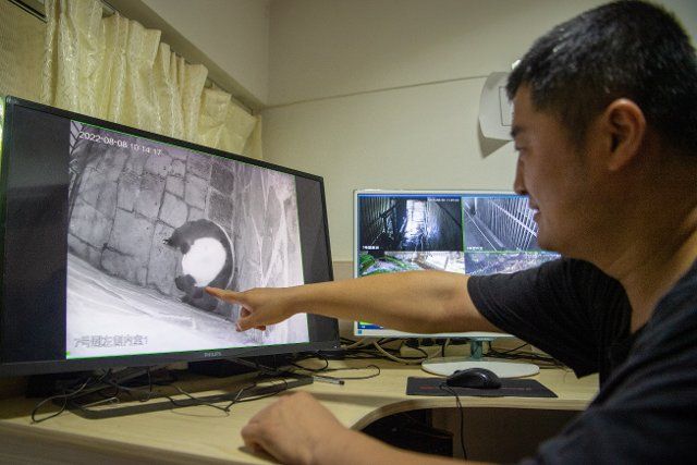(220808) -- CHONGQING, Aug. 8, 2022 (Xinhua) -- A staff member observes giant panda Er Shun through a monitoring camera at Chongqing Zoo in southwest China\