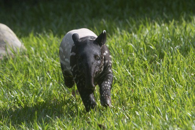 (220808) -- SINGAPORE, Aug. 8, 2022 (Xinhua) -- Bayu, a two-month-old baby Malayan tapir, is seen at Night Safari Singapore in Singapore, Aug. 8, 2022. (Xinhua\/Then Chih Wey