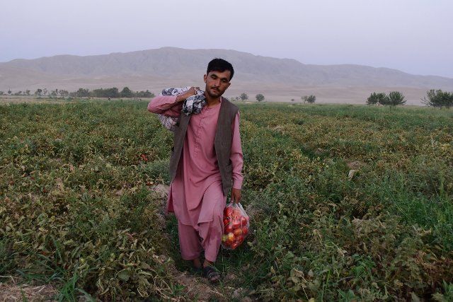 (220808) -- BAGHLAN, Aug. 8, 2022 (Xinhua) -- A farmer carries a bag of newly harvested tomatoes in Baghlan province, Afghanistan, Aug. 7, 2022. (Photo by Mehrabuddin Ibrahimi\/Xinhua