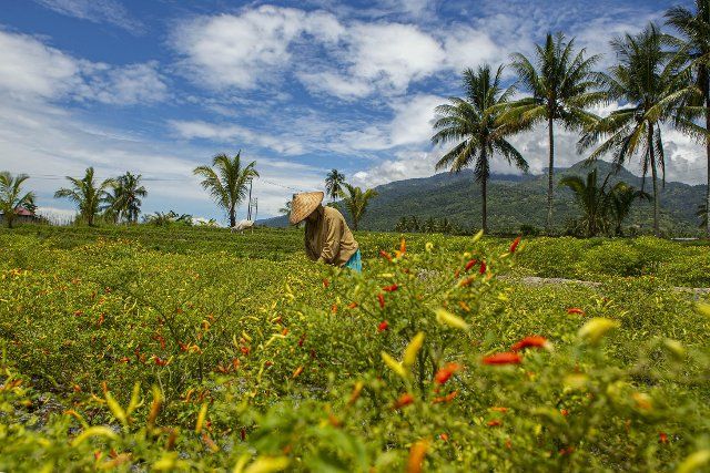 (220810) -- PALU, Aug. 10, 2022 (Xinhua) -- A farmer harvests chilli at a farm in Palu, Central Sulawesi, Indonesia, Aug. 10, 2022. (Photo by Opan\/Xinhua