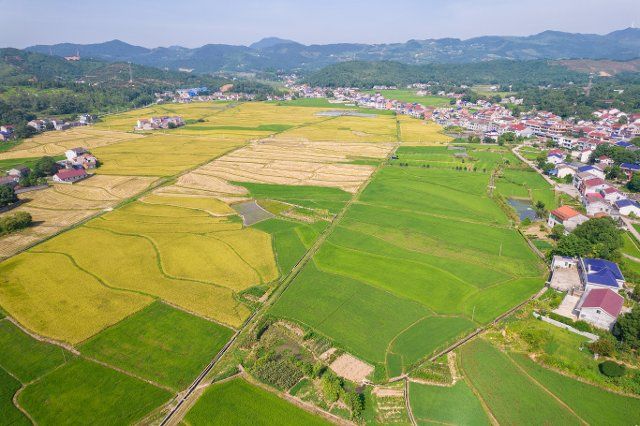(220716) -- TAOJIANG, July 16, 2022 (Xinhua) -- Aerial photo taken on July 16, 2022 shows rice fields in Xuefengshan Village of Taojiang County, central China\