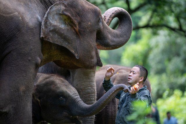 (220812) -- KUNMING, Aug. 12, 2022 (Xinhua) -- Bao Mingwei, an elephant doctor at the Asian Elephant Breeding and Rescue Center in Xishuangbanna, checks the oral cavity of an elephant in southwest China\