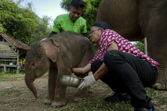 (220812) -- LAMPUNG, Aug. 12, 2022 (Xinhua) -- Veterinarians check the condition of a male baby Sumatran elephant at Lembah Hijau conservation center in Bandar Lampung, Lampung province, Indonesia, Aug. 10, 2022. (Photo by Kurniawan Masud\/Xinhua