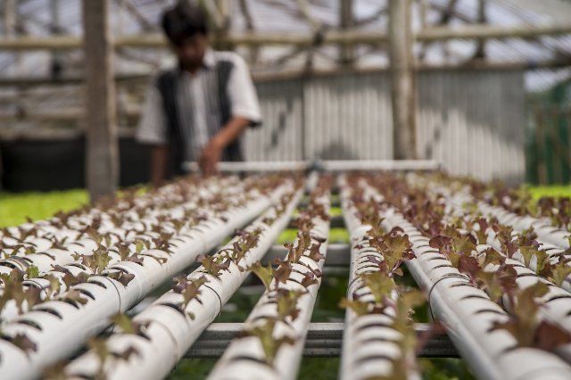 (220812) -- YOGYAKARTA, Aug. 12, 2022 (Xinhua) -- A worker takes care of lettuce grown at a vegetables hydroponic farm at Kaliurang, Sleman district, Yogyakarta, Indonesia, Aug. 12, 2022. Hydroponic farming is the practice of growing plants in nutrient solutions without the use of soil. (Photo by Agung Supriyanto\/Xinhua