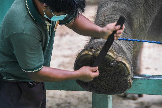 (220812) -- GUANGZHOU, Aug. 12, 2022 (Xinhua) -- A breeder checks an Asian elephant\