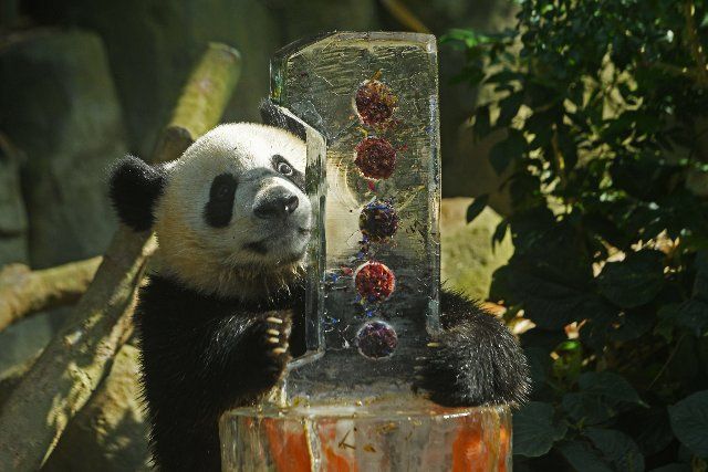 (220812) -- SINGAPORE, Aug. 12, 2022 (Xinhua) -- Panda cub Le Le tastes its icy birthday cake during its first birthday celebration held at Singapore\