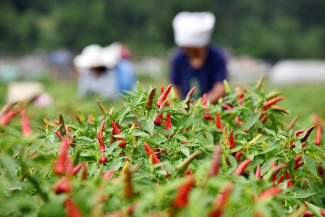 (220812) -- QIANNAN, Aug. 12, 2022 (Xinhua) -- Farmers harvest chili peppers at a chili planting base in Wantanhe Township, Longli County, southwest China\