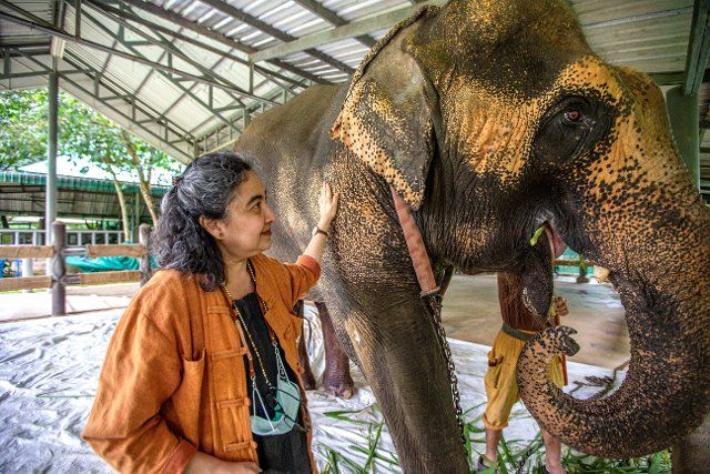 (220812) -- LAMPANG, Aug. 12, 2022 (Xinhua) -- Soraida Salwala tends an injured elephant at the "Friends of the Asian Elephant" elephant hospital in Lampang, Thailand, on Aug. 6, 2022. Deep in the forest of Lampang province in northern Thailand, the hospital, named Friends of the Asian Elephant (FAE), is the first hospital in the world dedicated to treating injured elephants. Since its establishment in 1993, the hospital has saved more than 5,000 elephants with illnesses varying from diarrhoea to eye diseases and injuries through car accidents or mine explosions. TO GO WITH "Feature: Lifelong promise from Mama Soraida to her elephant friends" (Xinhua\/Wang Teng
