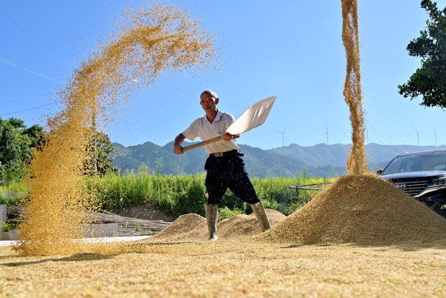(220812) -- LOUDI, Aug. 12, 2022 (Xinhua) -- A farmer airs reaped grain in Tongliang Village of Shuangfeng County, central China\