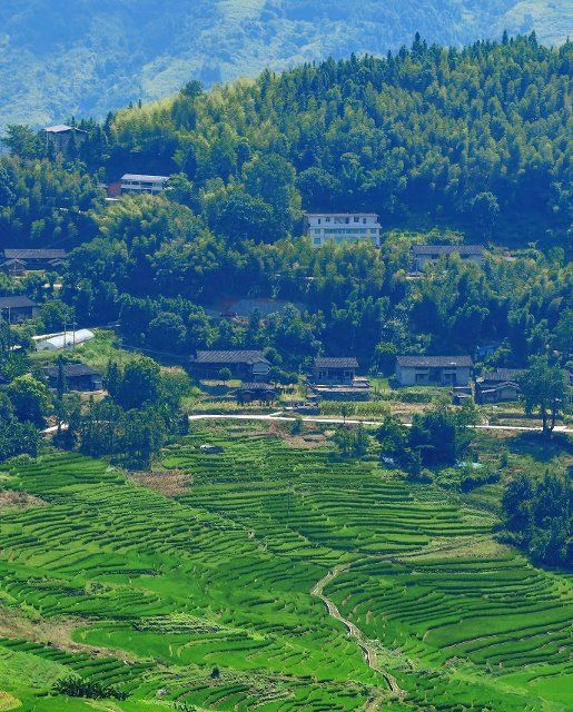 (220812) -- YOUXI, Aug. 12, 2022 (Xinhua) -- Photo taken on Aug. 12, 2022 shows the terraced fields in Lianhe Township of Youxi County, southeast China\