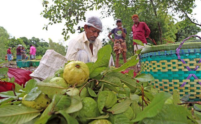 (220812) -- CHATTOGRAM, Aug. 12, 2022 (Xinhua) -- A farmer processes guavas near an orchard in Chattogram, Bangladesh, Aug. 10, 2022. (Xinhua