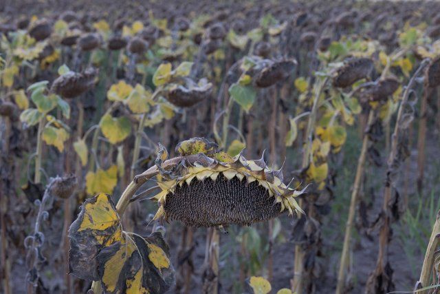 (220818) -- PAKOZD (HUNGARY), Aug. 18, 2022 (Xinhua) -- Photo taken on Aug. 18, 2022 shows a sunflower field near Pakozd, Hungary. (Photo by Attila Volgyi\/Xinhua