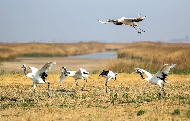 (220819) -- SHENYANG, Aug. 19, 2022 (Xinhua) -- Several red-crowned cranes are pictured at a breeding center for crane species in Panjin, northeast China\
