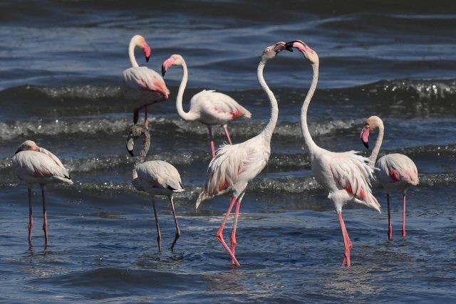 (220925) -- CAPITAL GOVERNORATE, Sept. 25, 2022 (Xinhua) -- Photo taken on Sept. 24, 2022 shows flamingos in Capital Governorate, Kuwait. (Photo by Ghazy Qaffaf\/Xinhua