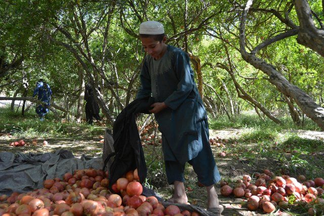 (220925) -- KANDAHAR, Sept. 25, 2022 (Xinhua) -- A farmer unloads pomegranates at an orchard in Kandahar Province, Afghanistan, Sept. 24, 2022. (Photo by Sanaullah Seiam\/Xinhua