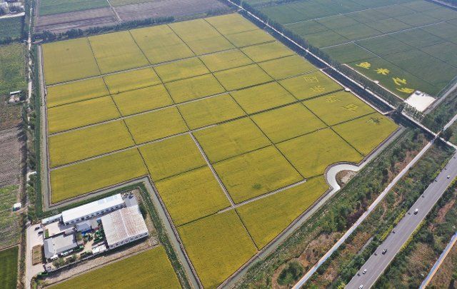 (220925) -- SHIJIAZHUANG, Sept. 25, 2022 (Xinhua) -- Aerial photo taken on Sept. 24, 2022 shows paddy fields at a rice planting demonstration zone in Dawang Town of Anxin County of Xiong\